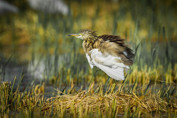 Chinese Pond Heron (Ardeola bacchus) in nature