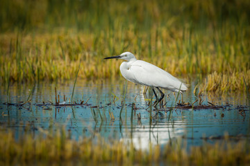 Little Egret(Egretta garzetta) in nature of Thailand