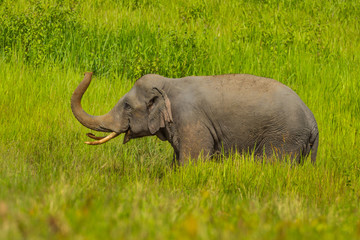 Nature Asian elephant  eating salt lick