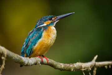 Common Kingfisher catch on the branch looking for enemies
