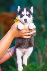 Siberian husky puppy