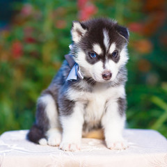 Siberian husky puppy
