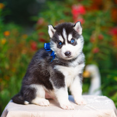 Siberian husky puppy