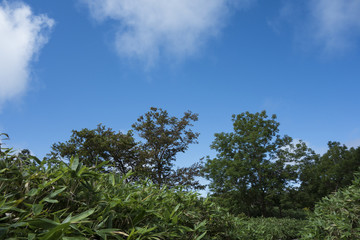 Obraz premium 青空