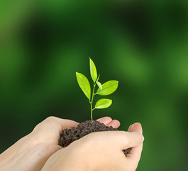 sapling in hands