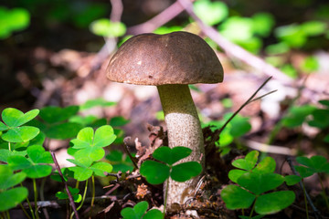 Birch bolete mushroom in the forest