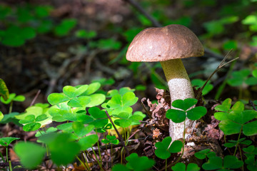 Birch bolete mushroom in the forest