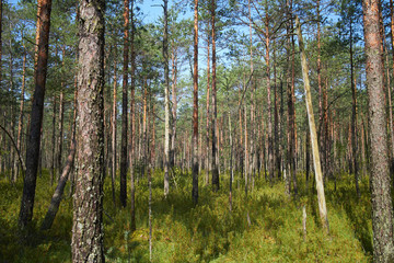 Fototapeta premium nice forest