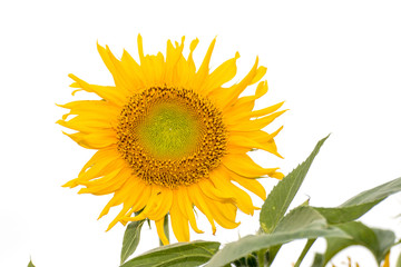 Obraz premium Sunflower