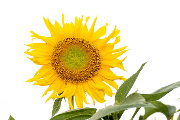 Obraz premium Sunflower