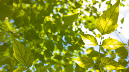 Fototapeta na wymiar Blurry Green leaves Background