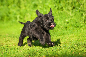 Giant schnauzer puppy running outdoors