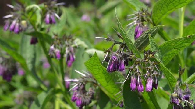 Close-up of pink flowers in garden &ndash; comfrey