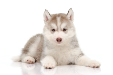 Cute little husky puppy © lalalululala