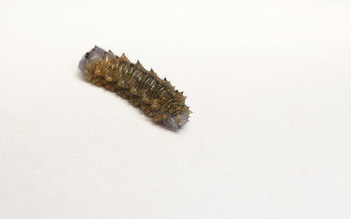 A wrinkled grey and brown Caterpillar 