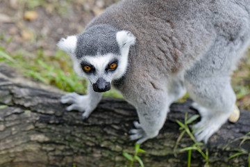 ring-tailed lemur (lemur catta)