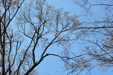 Bare tree against the blue sky
