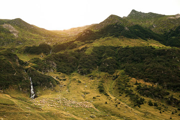 Flock of sheep in beautiful mountains