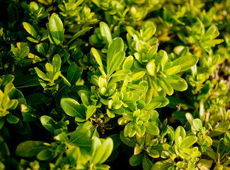 Fototapeta na wymiar Green bush close up