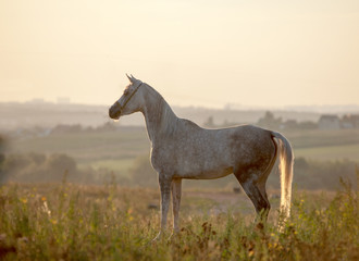 Obraz na płótnie Canvas arabian horse in sunset