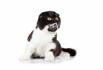 Black and white meowing scottish fold cat