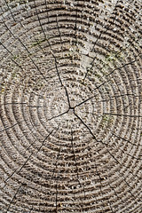 Fototapeta premium wooden plank with splinters and cracks