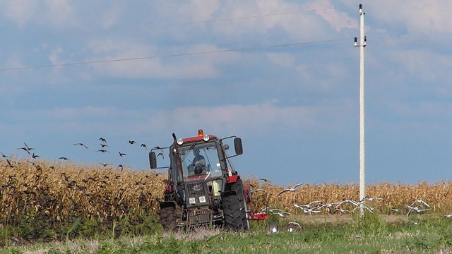 Tractor plowing a field and lots of gulls and starlings flying