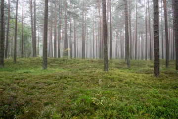 Obraz premium Misty morning in the woods