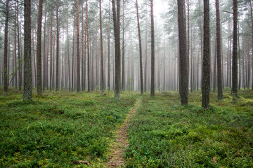 Misty morning in the woods