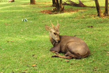 sika deer in the nature