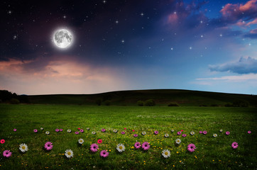 Flower field in the night. 