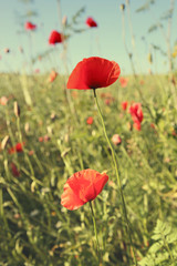 Beautiful red poppies in a field.