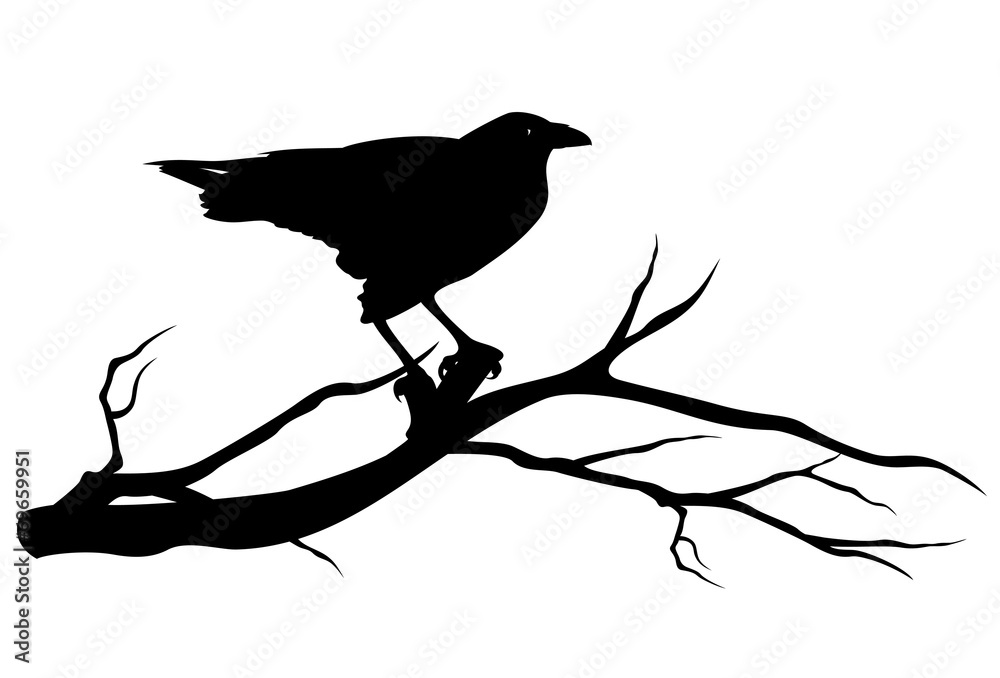 Canvas Prints raven bird on tree branch