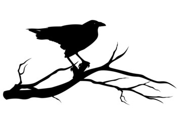 Obraz premium raven bird on tree branch