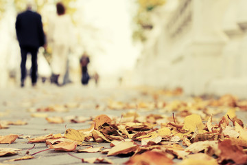Autumn in the city park