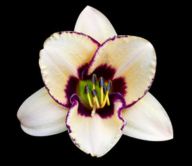 Fototapeta na wymiar lilies