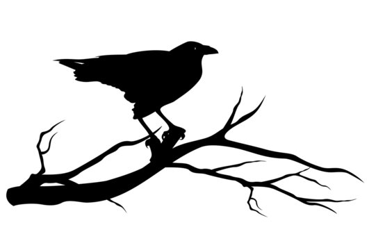 raven bird on tree branch
