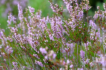 flowering heathers