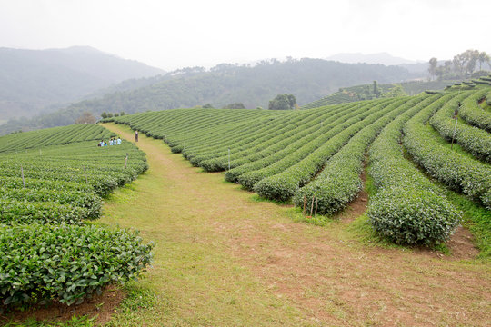 green tea plantation landscape