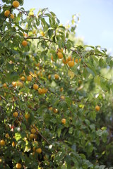 MIRABELLE - MIRABELLIER 1