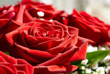 Vivid red roses