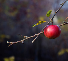Ripe red apple with drops on the tree