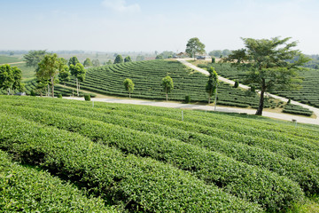 green tea plantation landscape