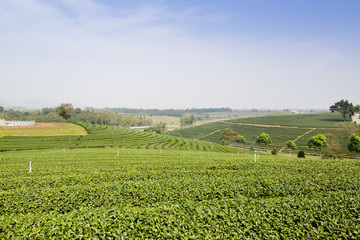 green tea plantation landscape