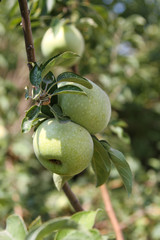 green apple on a branch