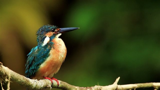 Common Kingfisher cleaning herself in nature