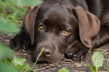 Cute lonely brown labrador puppy