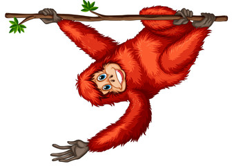 Orangutan © GraphicsRF