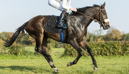 Fototapeta na wymiar One Horse and jockey practice before competition.