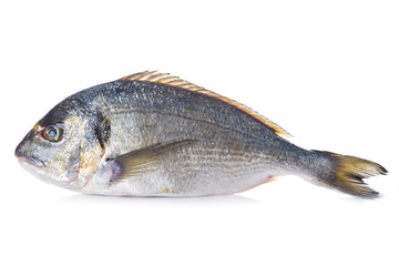 Pescado pez dorada fresca cruda aislada sobre un fondo blanco